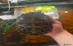 Turtle reptiles for sale: Yellow spotted Amazon river turtle  - Image 5