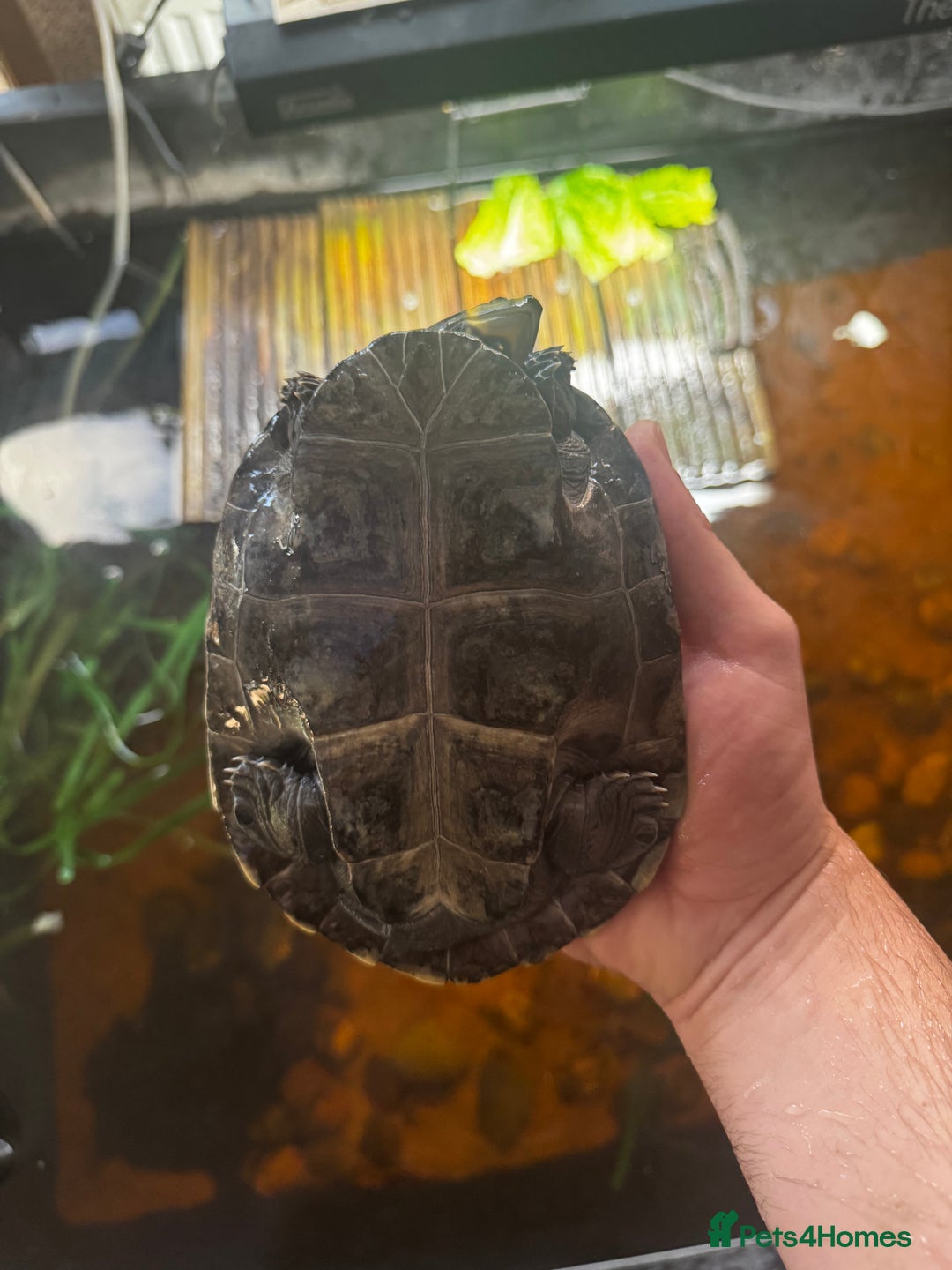 Turtle reptiles for sale: Yellow spotted Amazon river turtle  - Image 5