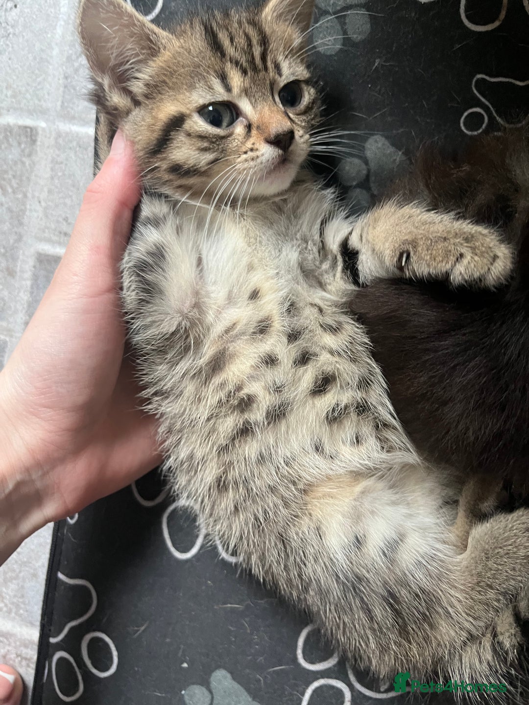 Mixed Breed cats for sale: 3 beautiful kittens ❤️ - Advert 2