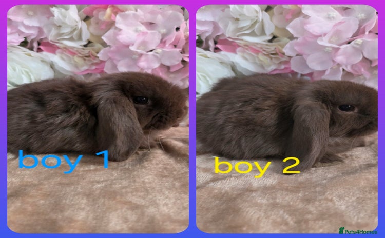 Mini Lop rabbits - Advert 10