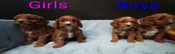 Cavapoo dogs for sale: Cute Cavapoo Puppies. DAD PRA tested! - Advert 8