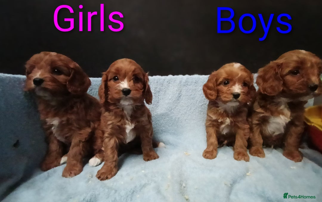 Cavapoo dogs for sale: Cute Cavapoo Puppies. DAD PRA tested! - Advert 8