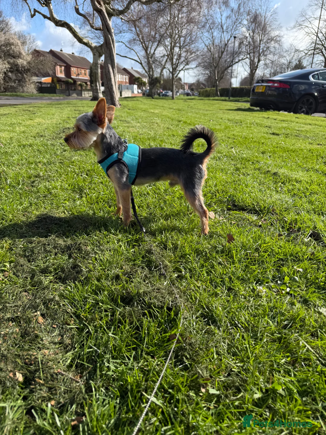 Yorkshire Terrier dogs for stud: Mr Boss in Derby - Advert 3