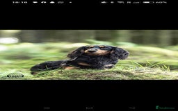 Miniature Dachshund dogs for sale: Male Miniature Dachshund Puppy  - Image 9