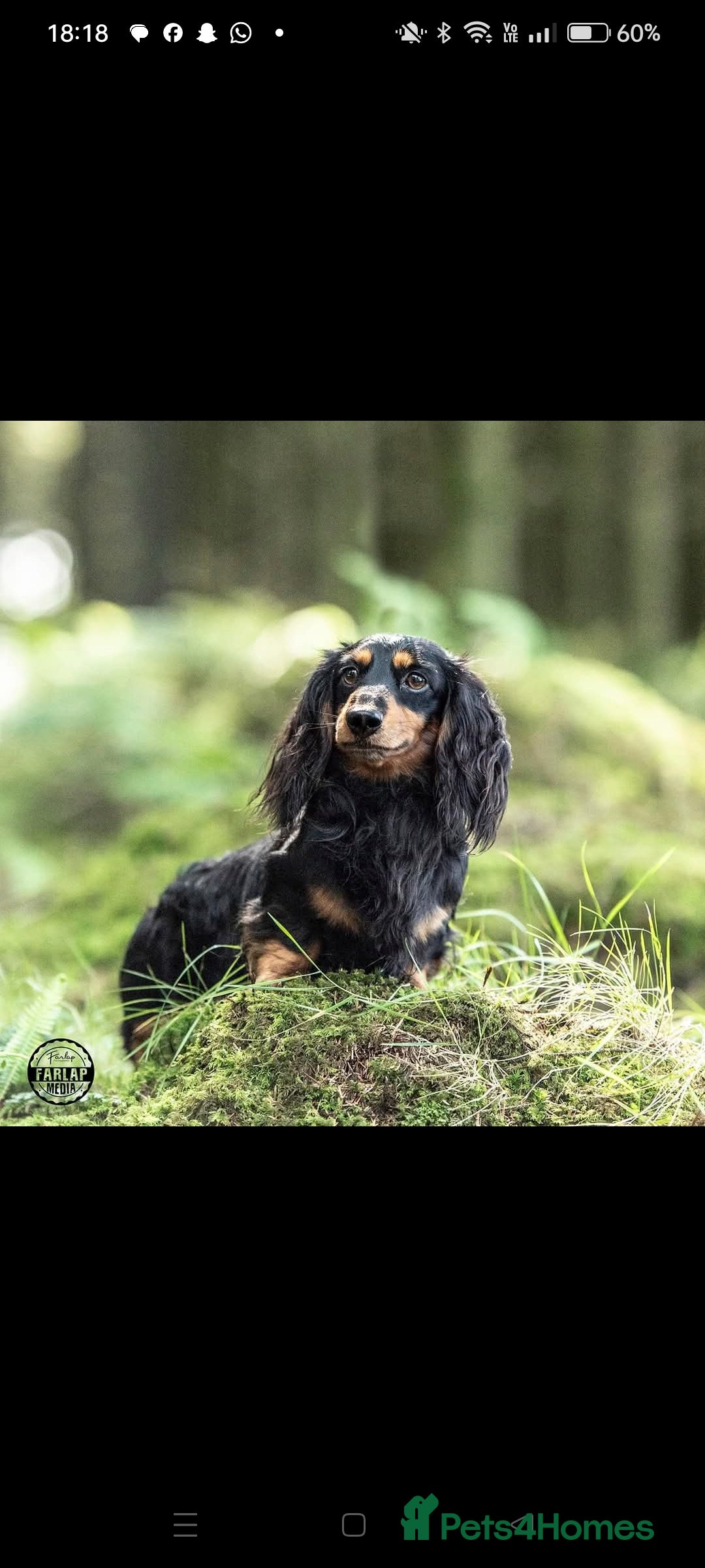 Miniature Dachshund dogs for sale: Male Miniature Dachshund Puppy  - Image 9