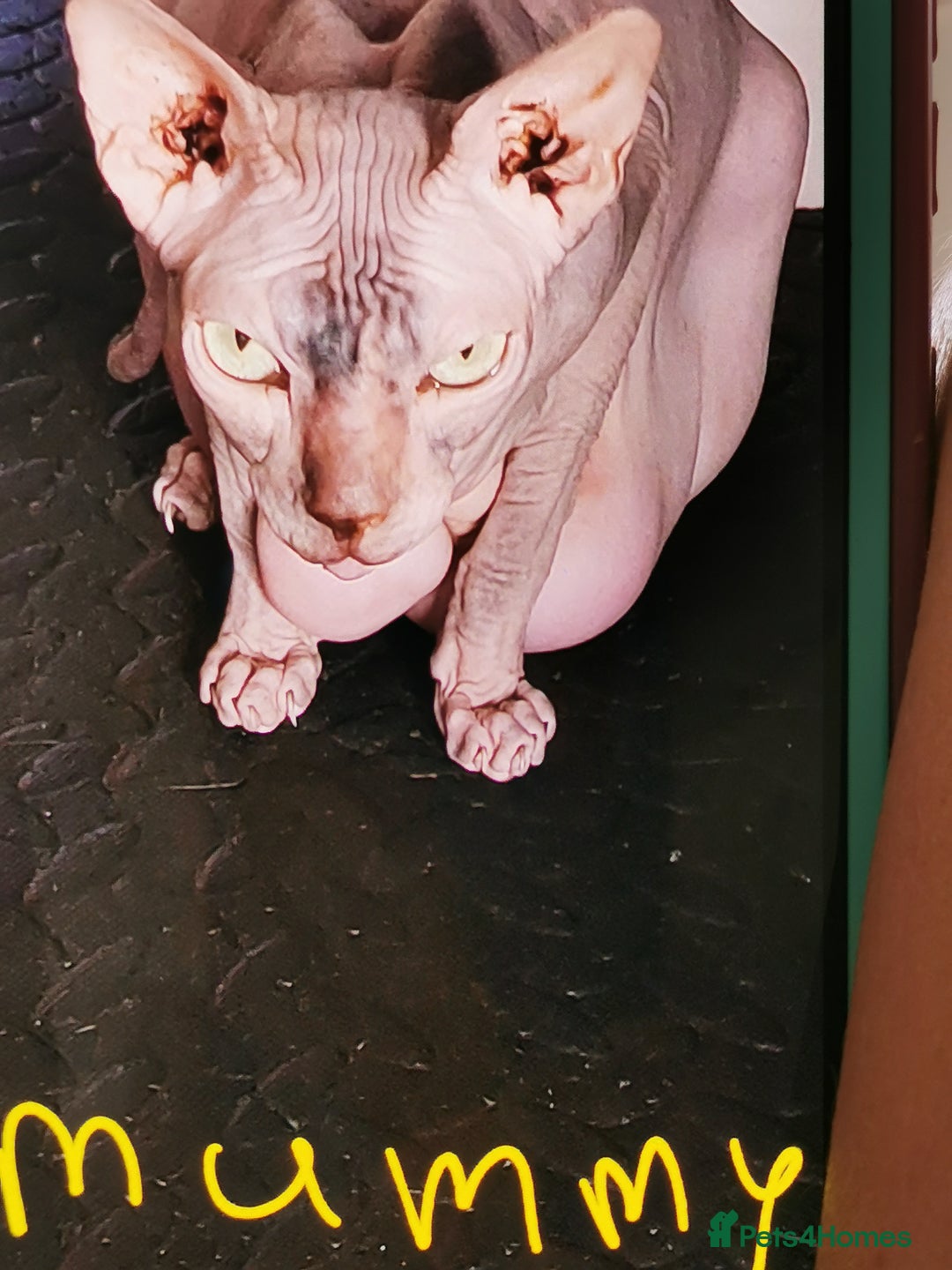 Mixed Breed cats for sale: Mixed breed kittens for sale - Image 5