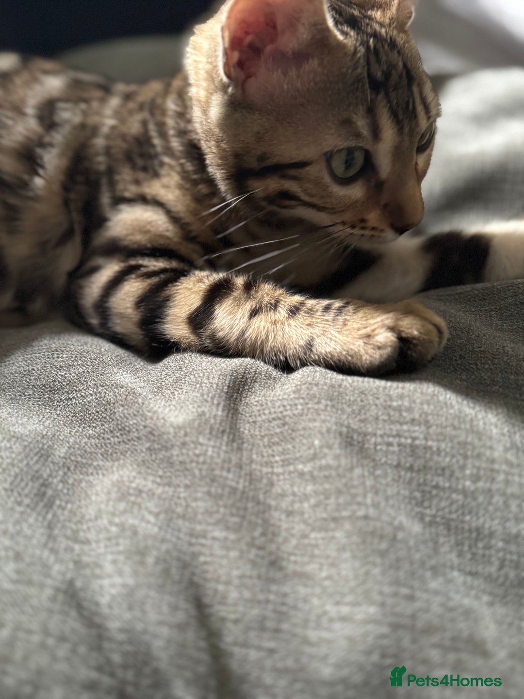 Bengal cats for sale: Beautiful girl  - Advert 4