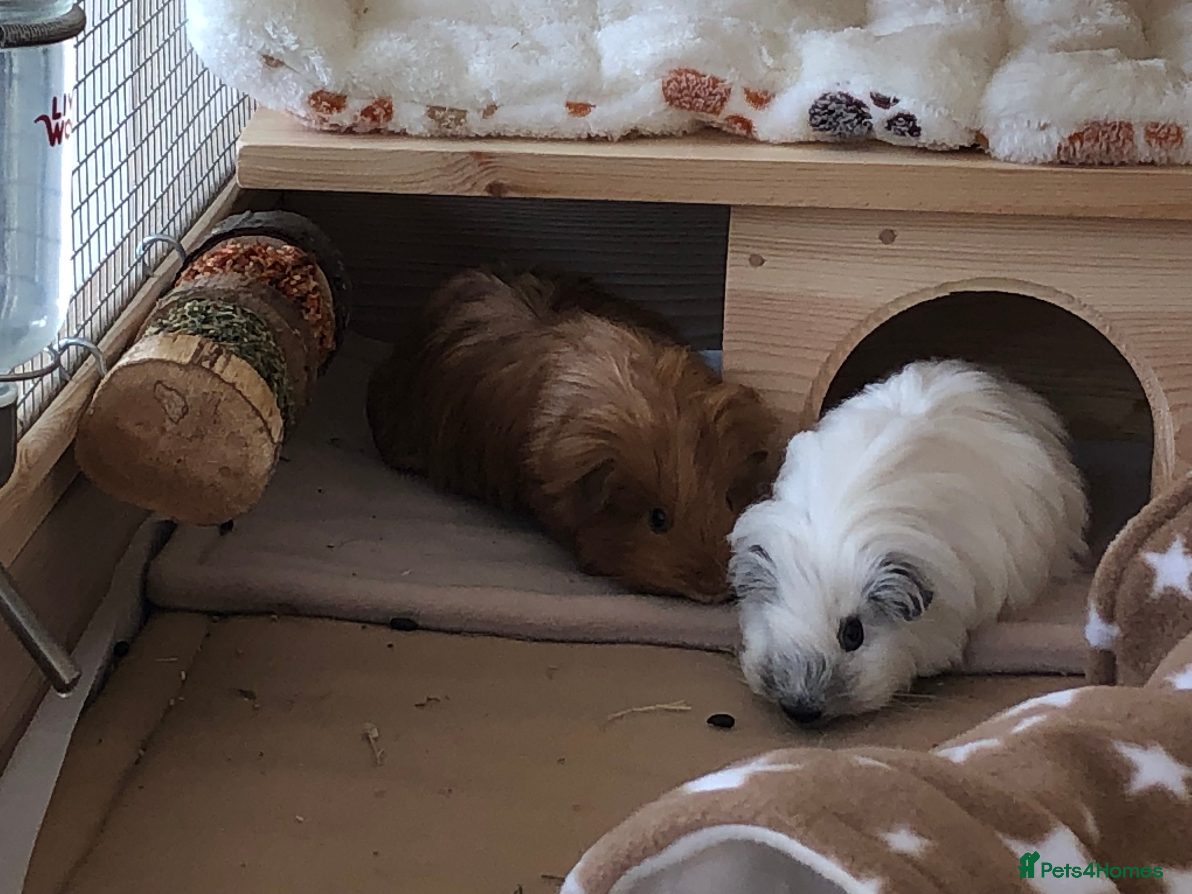 Guinea Pig rodents 2 lovely sows - Advert 1