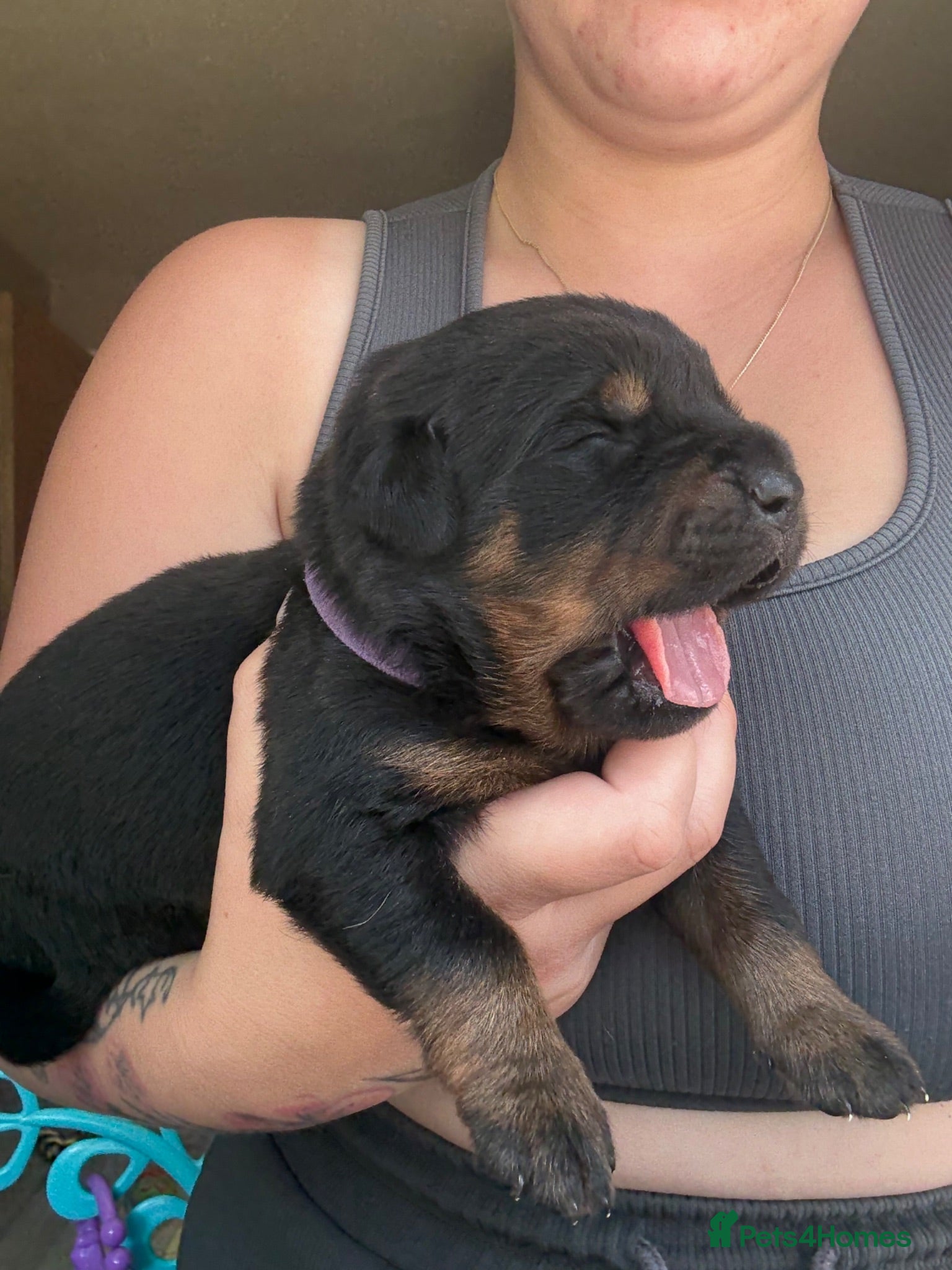 Rottweiler dogs Rottweiler puppies - Advert 1