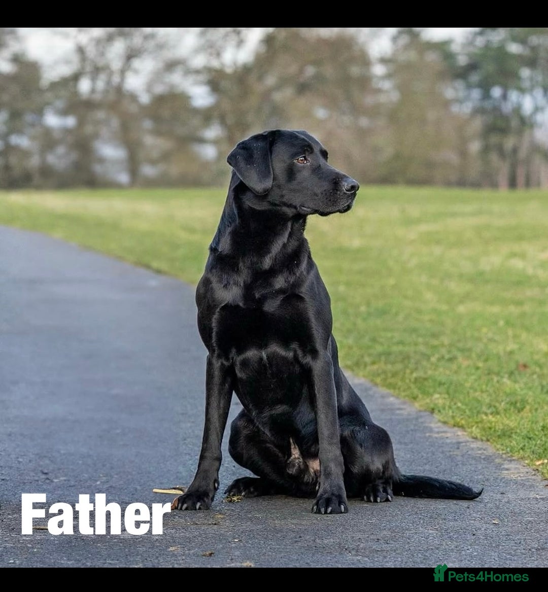 Labrador Retriever dogs for sale: 8 Outstanding KC Labrador Retriever Puppies - Advert 8