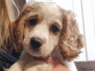 Cockapoo dogs for sale: Lemon & white cocker spaniel & Cockerpoo puppies - Advert 1