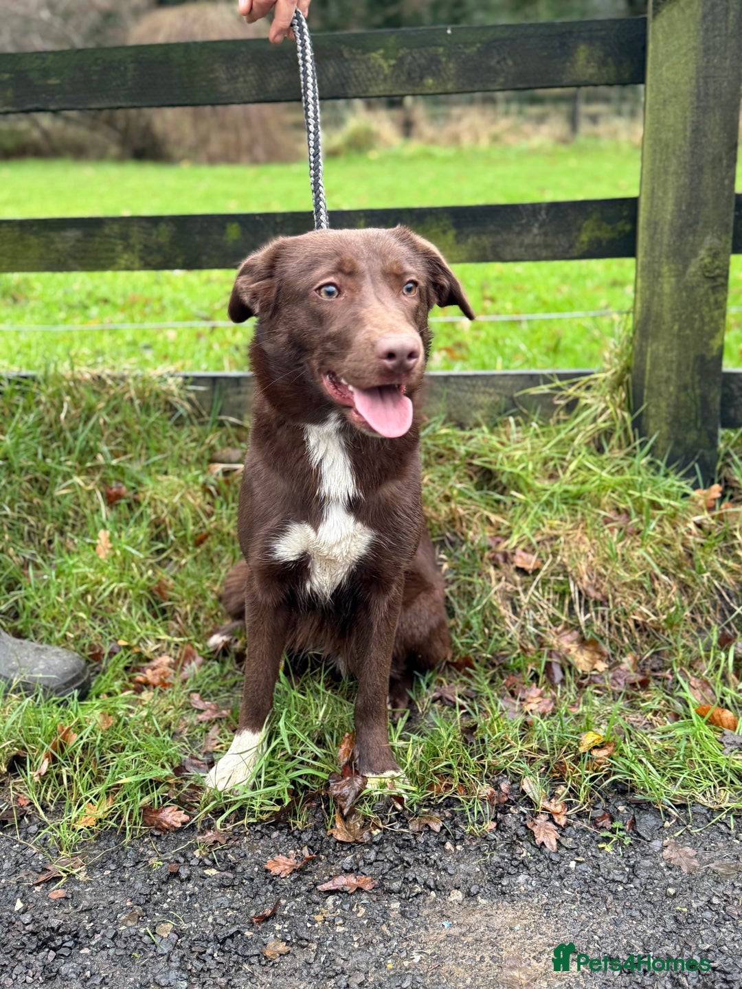 Borador dogs for sale: Lab x Collie  - Advert 1