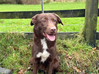 Borador dogs Lab x Collie - Advert 1