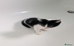 Mixed Breed cats for sale: Gorgeous kittens Cute bundles of mischief - Image 13