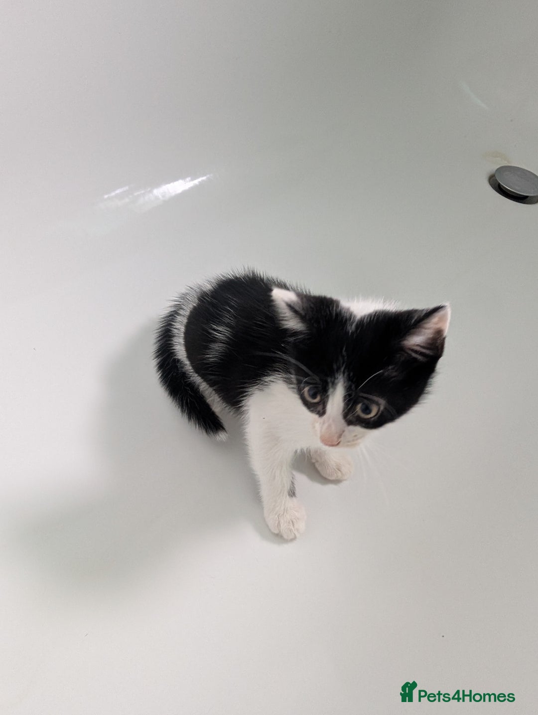 Mixed Breed cats for sale: Gorgeous kittens Cute bundles of mischief - Image 13