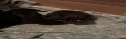 Mixed Breed cats for sale: Kittens for sale - Advert 9