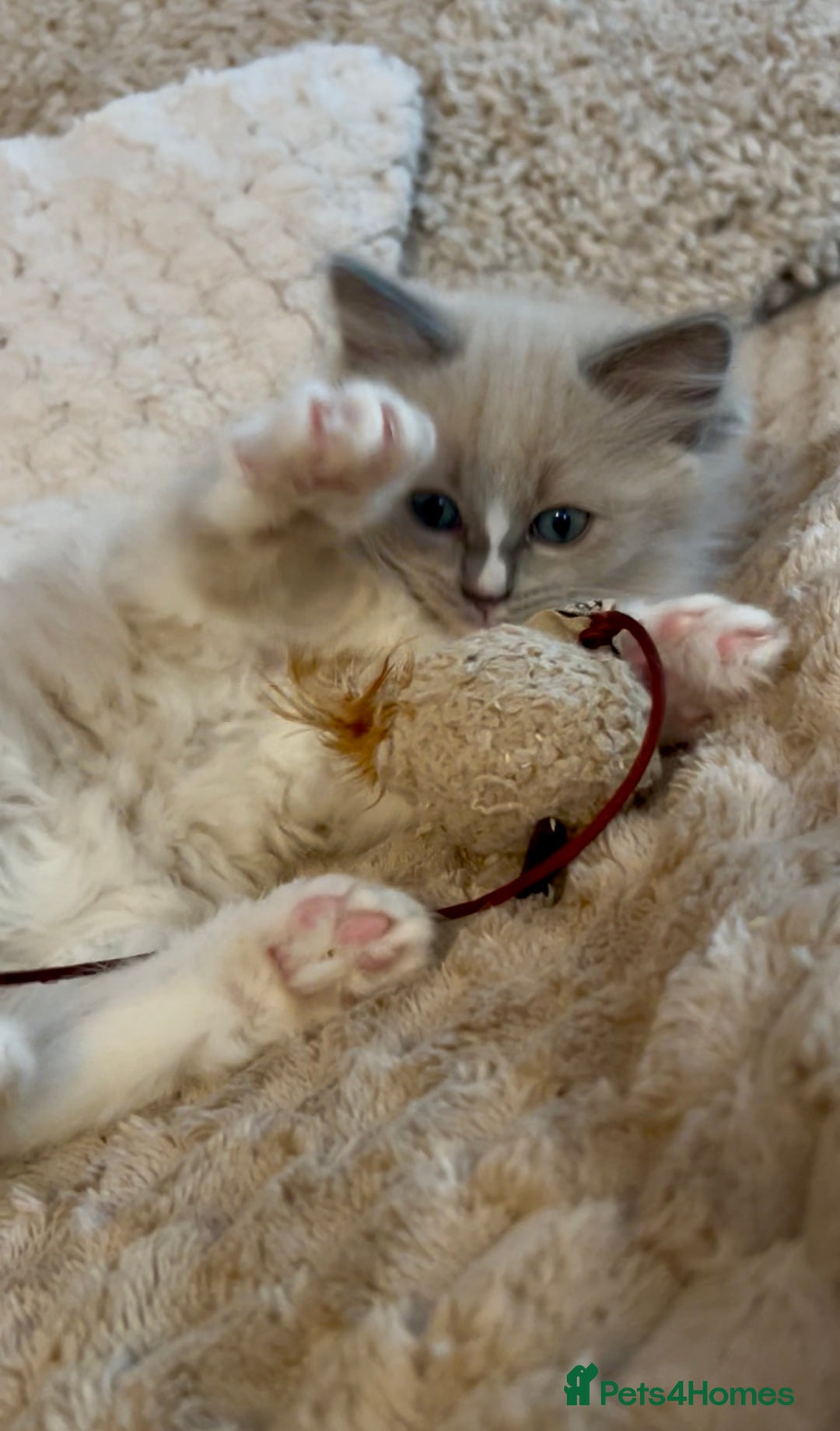 Ragdoll cats for sale: Ragdoll Kitten TICA chocolate tabby cherubim - Advert 13