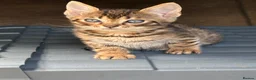 Bengal cats for sale: Bengal kittens pedigreed and Registered - Advert 10