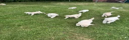 Goldador dogs for sale: GORGEOUS GOLDADOR’S - Advert 14