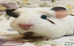 Guinea Pig rodents for sale: Pretty Baby boy Guineapigs ready to reserve  - Image 8
