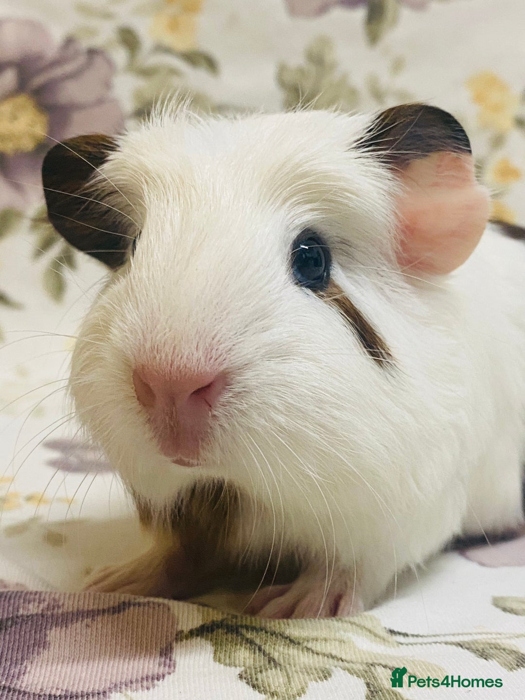 Guinea Pig rodents for sale: Pretty Baby boy Guineapigs ready to reserve  - Image 8