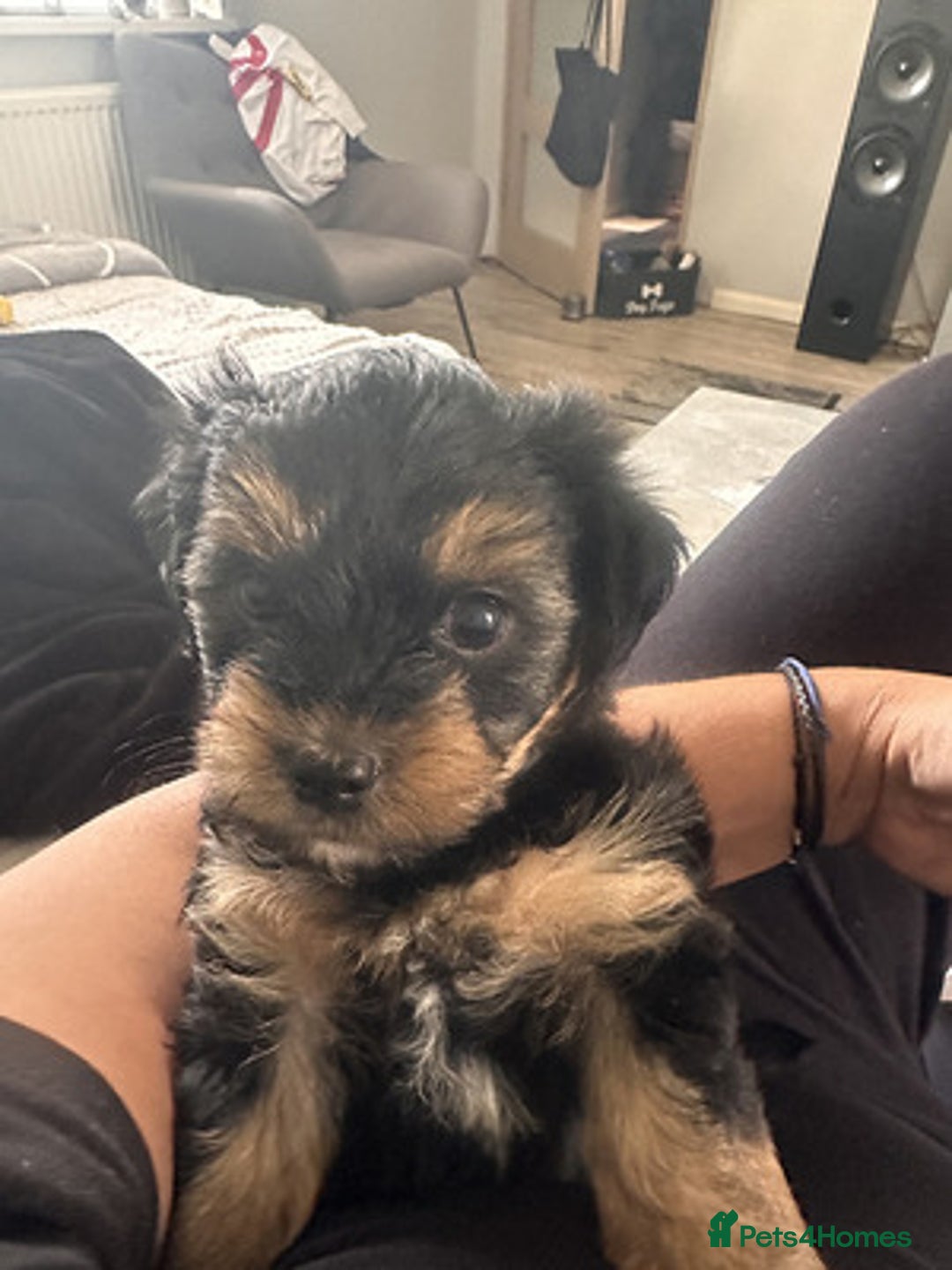 Yorkshire Terrier dogs for sale: Lovely Yorkshire Terrier Babies - Advert 3