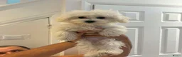 Bichon Frise dogs for sale: Adorable 17-week-old Bichon Frise Female in Norwich - Advert 2