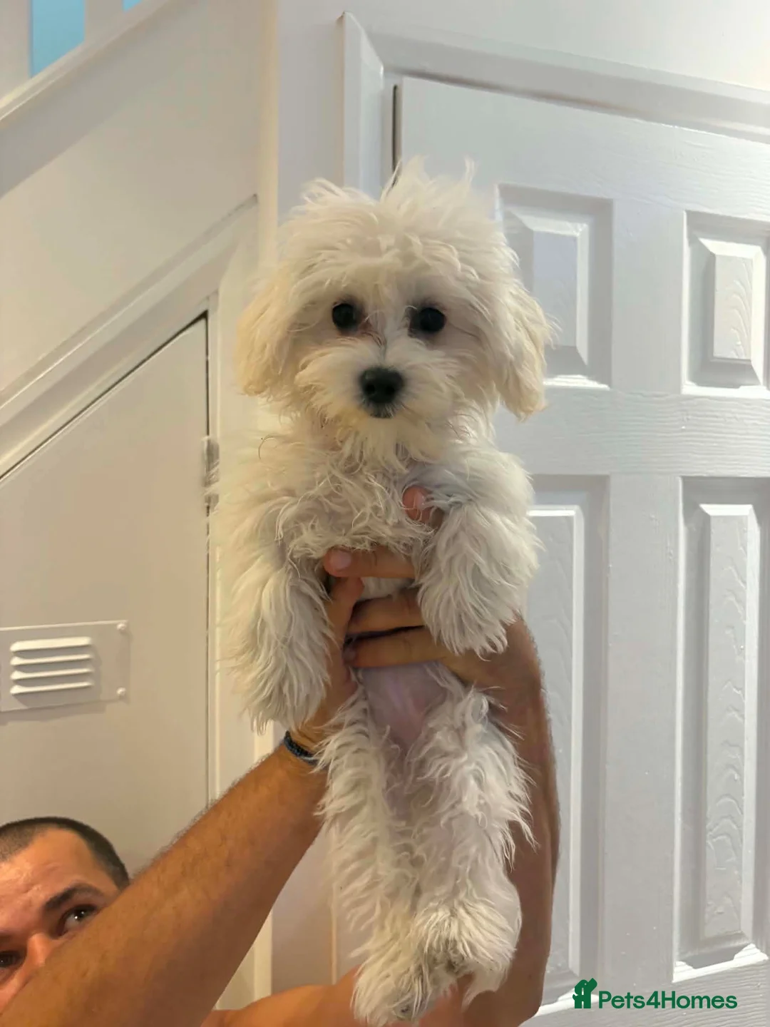 Bichon Frise dogs for sale: Adorable 17-week-old Bichon Frise Female in Norwich - Advert 2