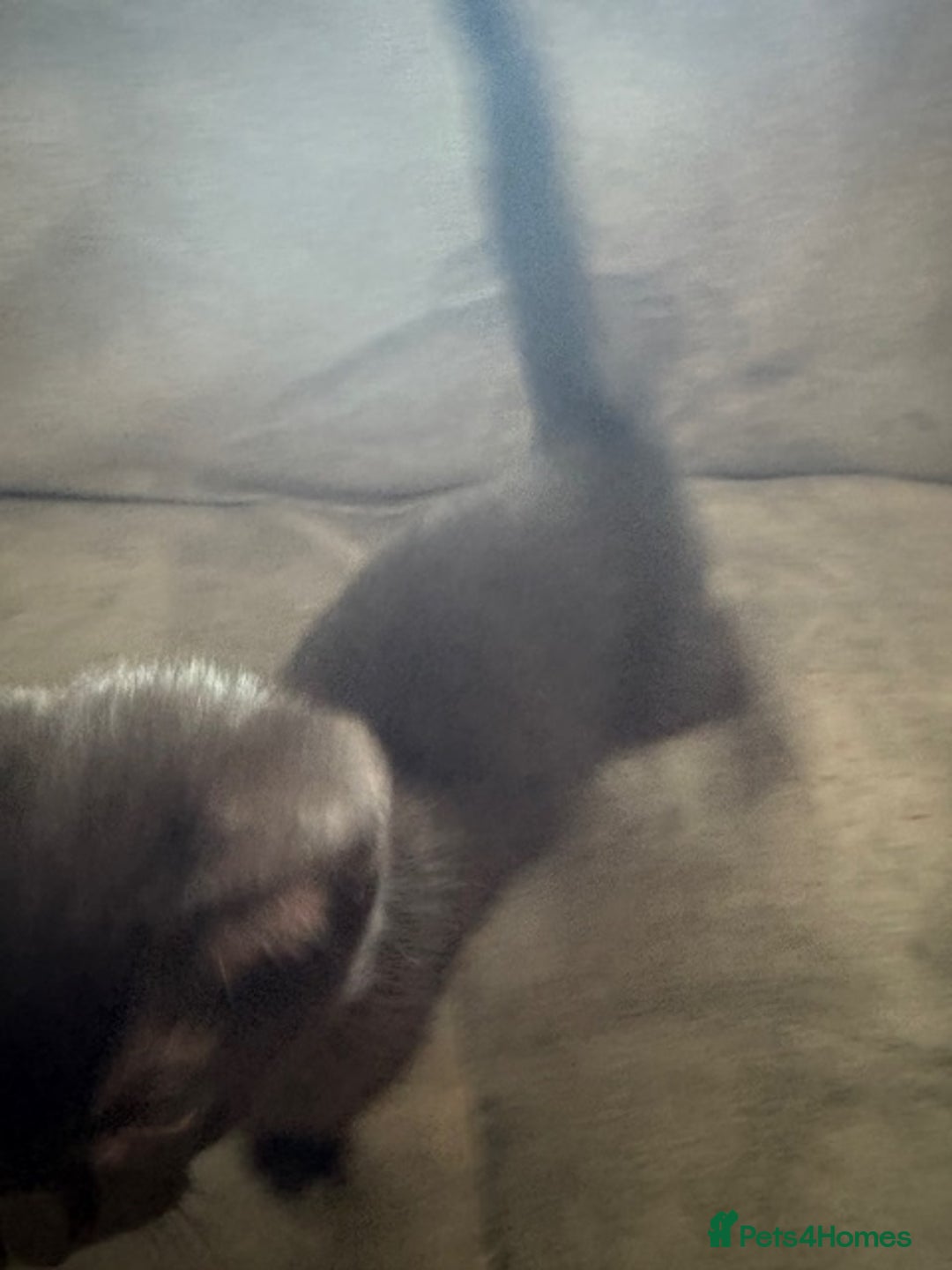 Mixed Breed cats for sale: 2 Black female kitties available - Image 3