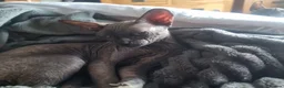 Sphynx cats for sale: Adult femal Sphynx  - Advert 2