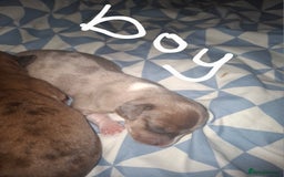 Chiweenie dogs for sale: Chweenies  - Image 4
