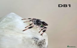 Spiders invertebrates for sale: Phidippus regius Apalachicola  - Image 3