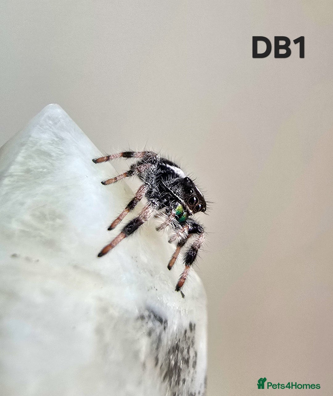Spiders invertebrates for sale: Phidippus regius Apalachicola  - Image 3