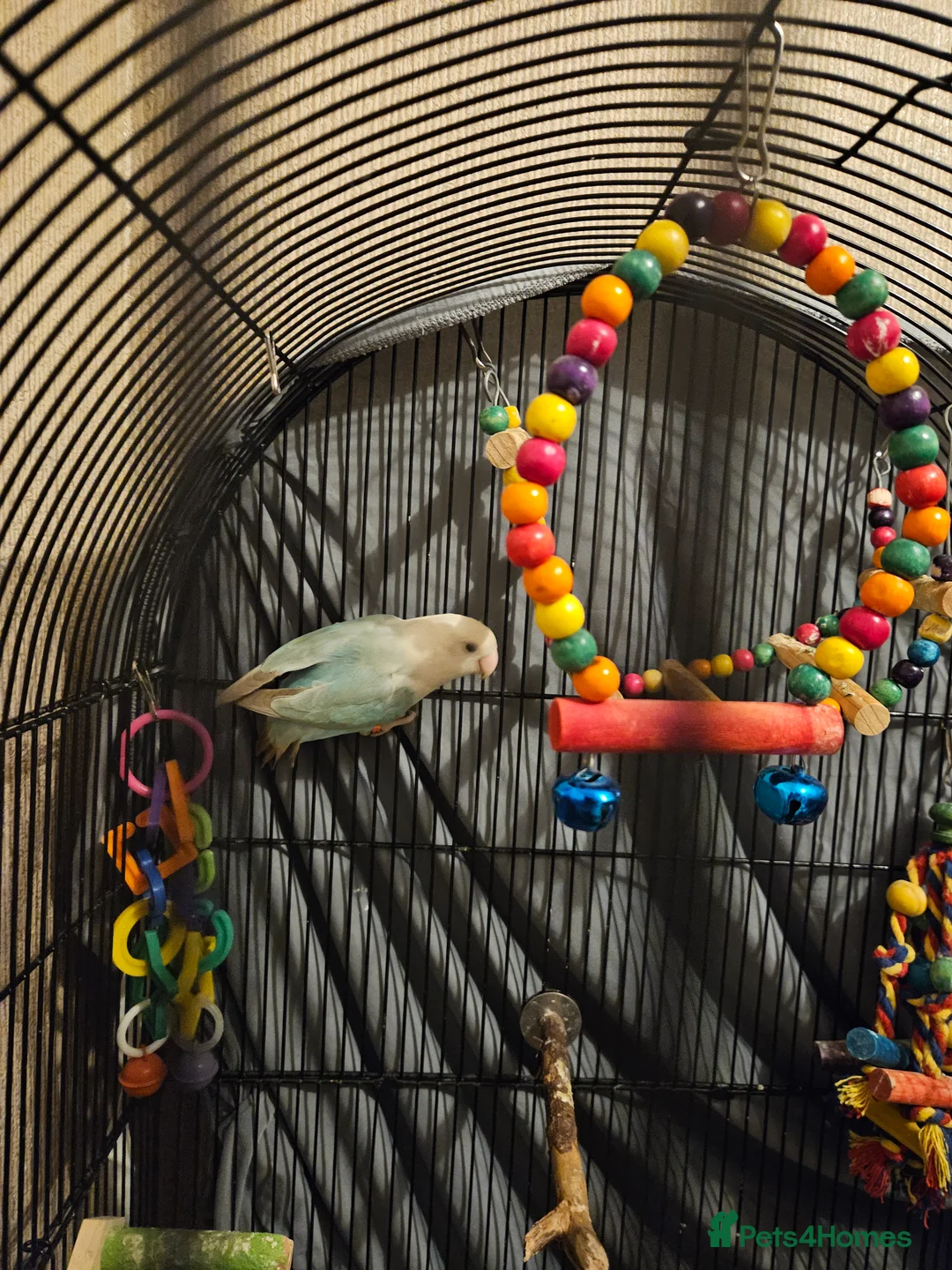 Lovebirds birds for sale: Bonded lovebirds - Advert 2