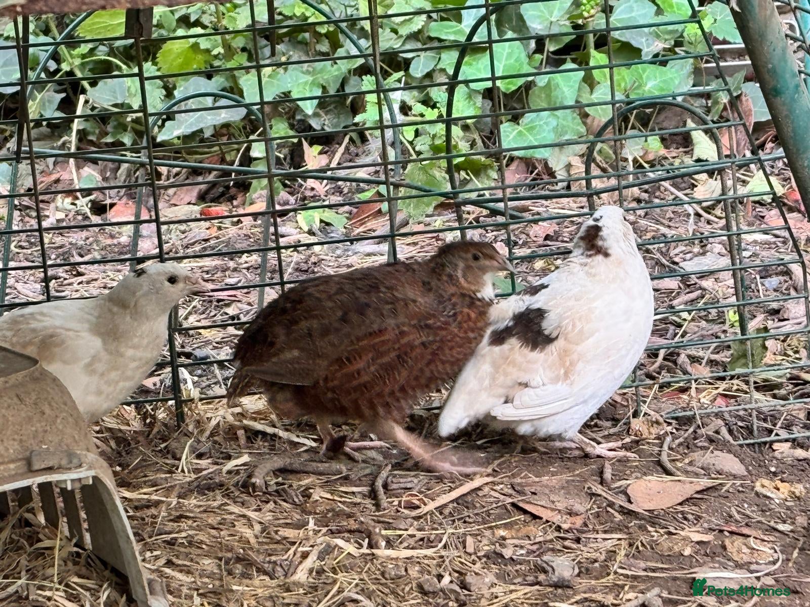 Quail poultry 5 quail .mixed sex - Advert 1