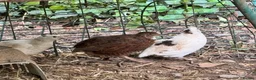 Quail poultry for sale: 5 quail .mixed sex in Brixham - Advert 1