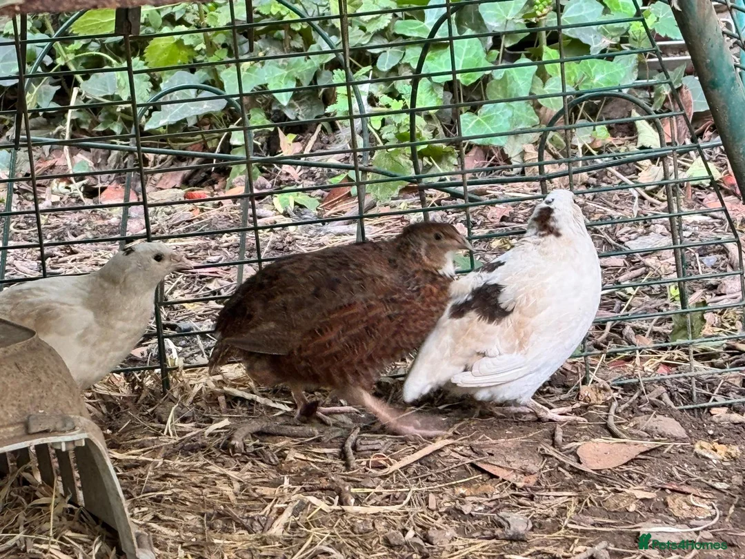 Quail poultry for sale: 5 quail .mixed sex in Brixham - Advert 1