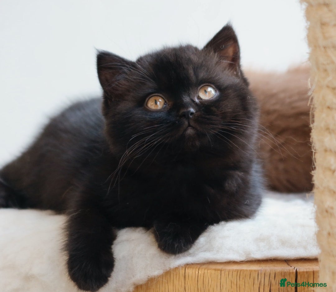 British Shorthair cats for stud: Blue British Shorthair - for stud duties  - Advert 6