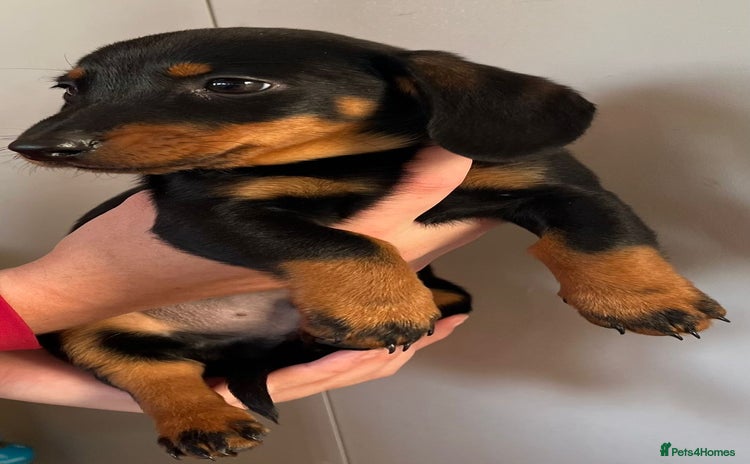 Dachshund dogs - Advert 1