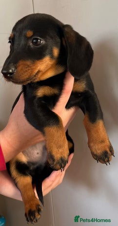 Dachshund dogs - Advert 2