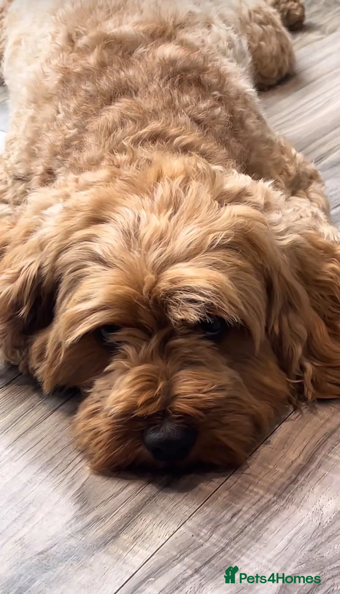 Cavapoo dogs for sale: ⭐️Top Quality Health Tested Toy Cavapoo Puppies⭐️ - Advert 9