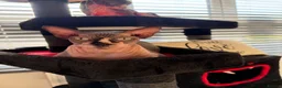 Sphynx cats for sale: Two loving boys for rehoming in Sevenoaks - Advert 5