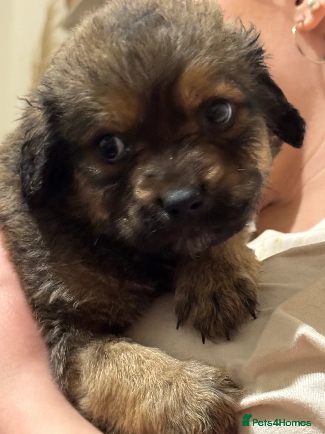 Mixed Breed dogs for sale: Rottweiler cross puppies - Advert 26