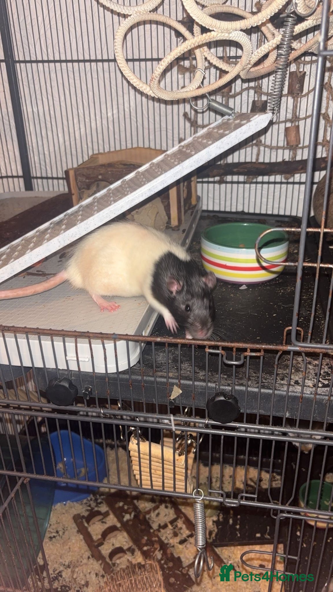 Rat rodents 2 male rats one small one big  - Advert 5