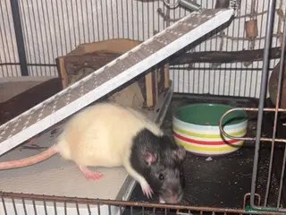 Rat rodents 2 male rats one small one big - Advert 5