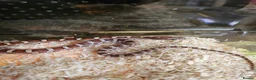 Snake reptiles for sale: 100% het scaleless cornsnake baby for sale  - Advert 2