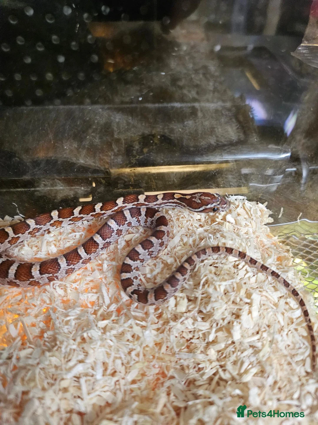Snake reptiles for sale: 100% het scaleless cornsnake baby for sale  - Advert 2