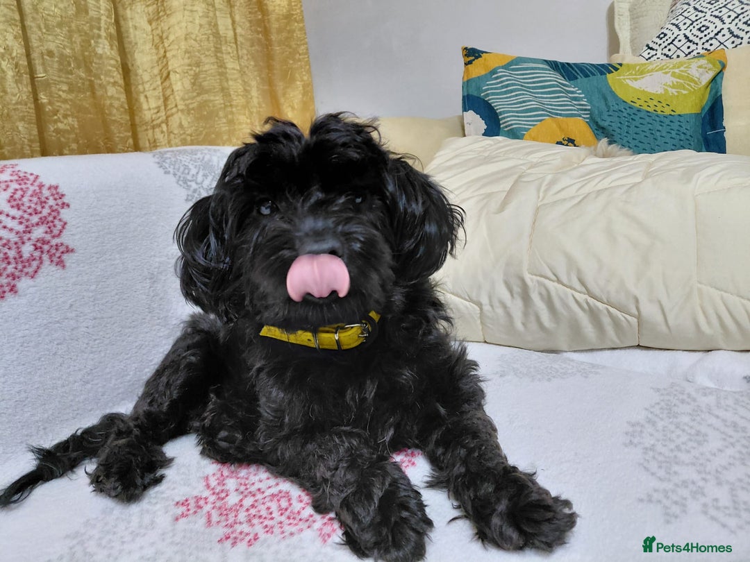 Mixed Breed dogs for adoption: 💛 BRINDY - A Sweet Little Black Velvet Girl 💛🐾 - Advert 7