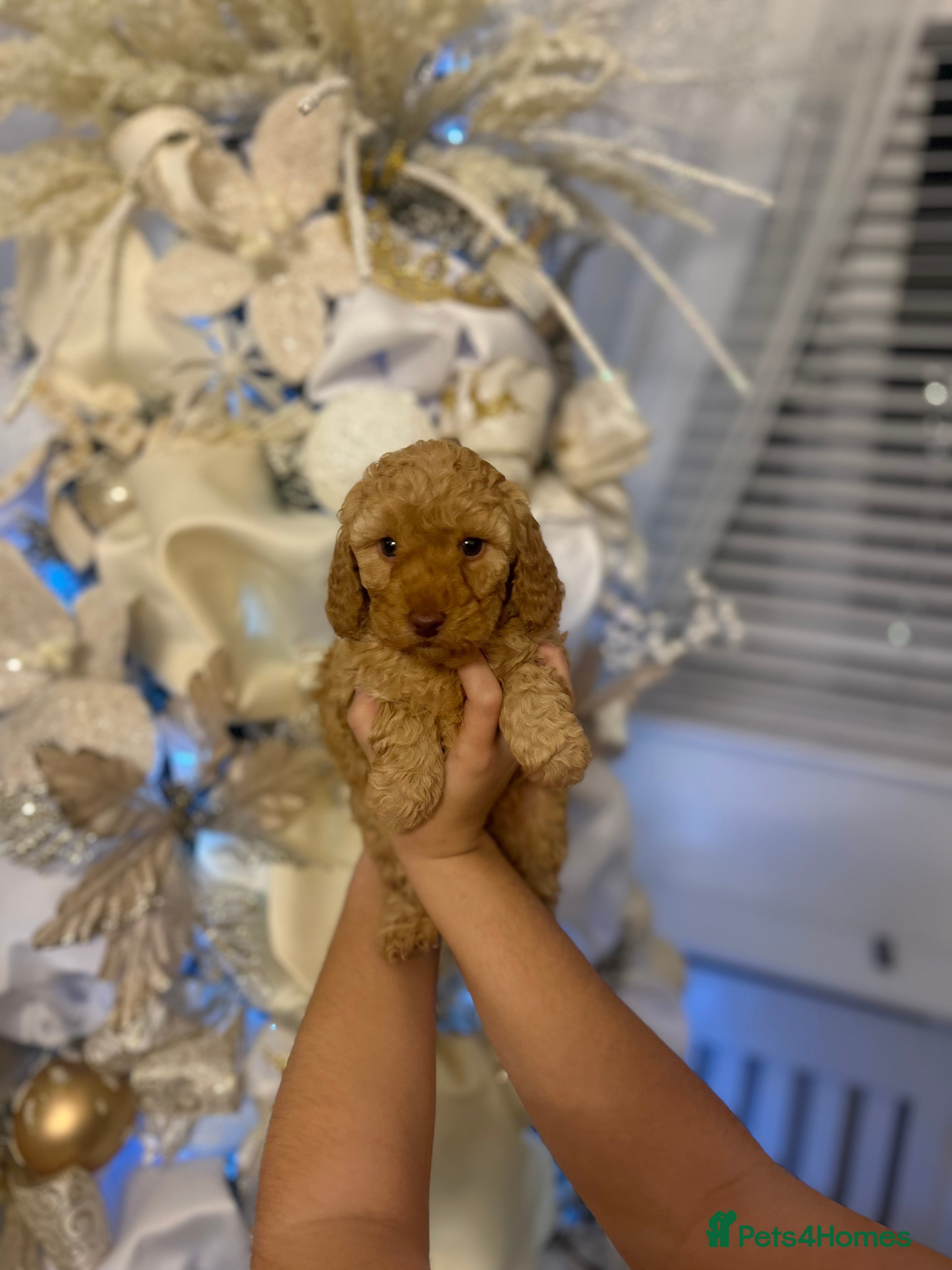 Toy Poodle dogs Toy poodle - Advert 2