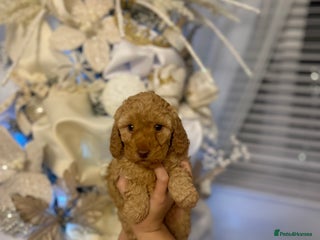 Toy Poodle dogs Toy poodle - Advert 2